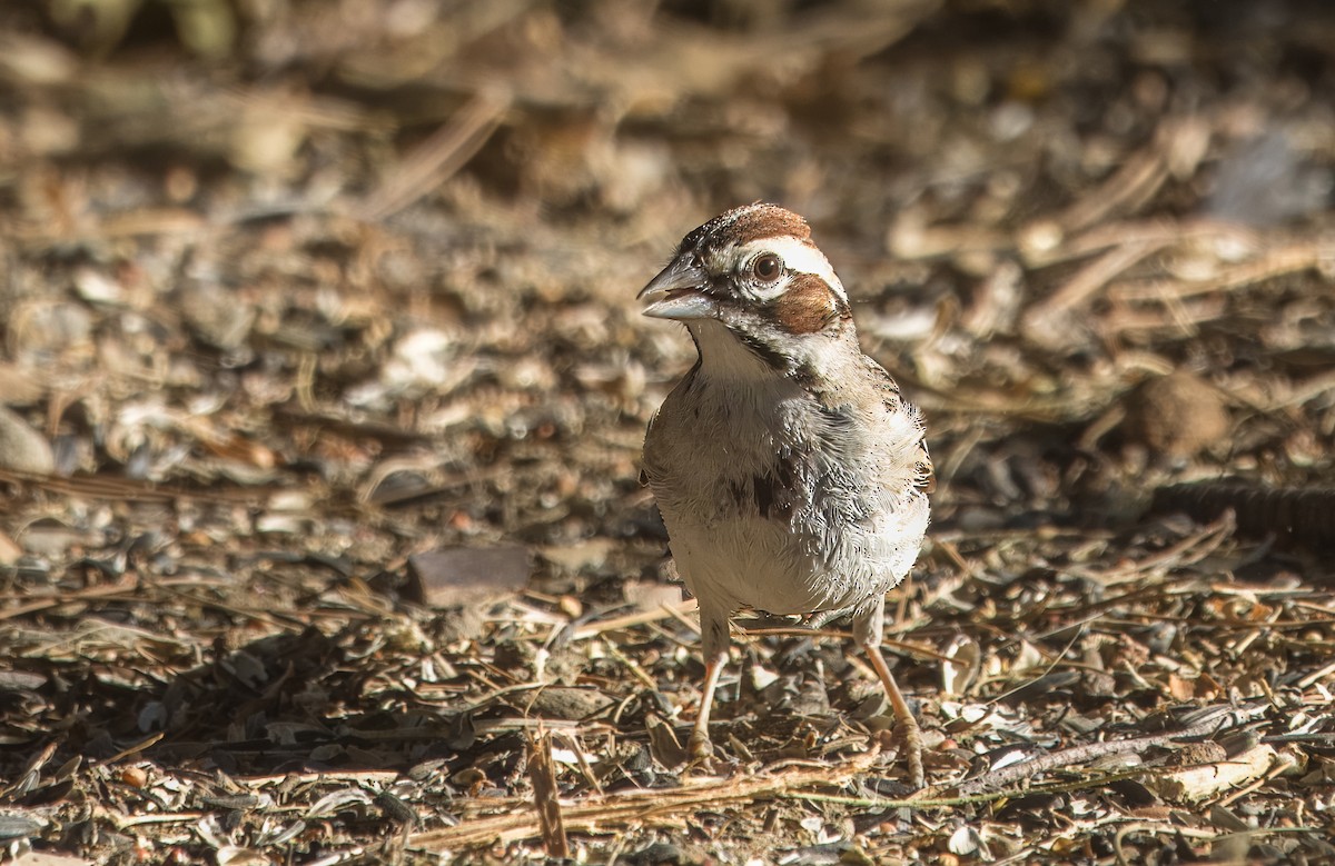 Lark Sparrow - ML638293107
