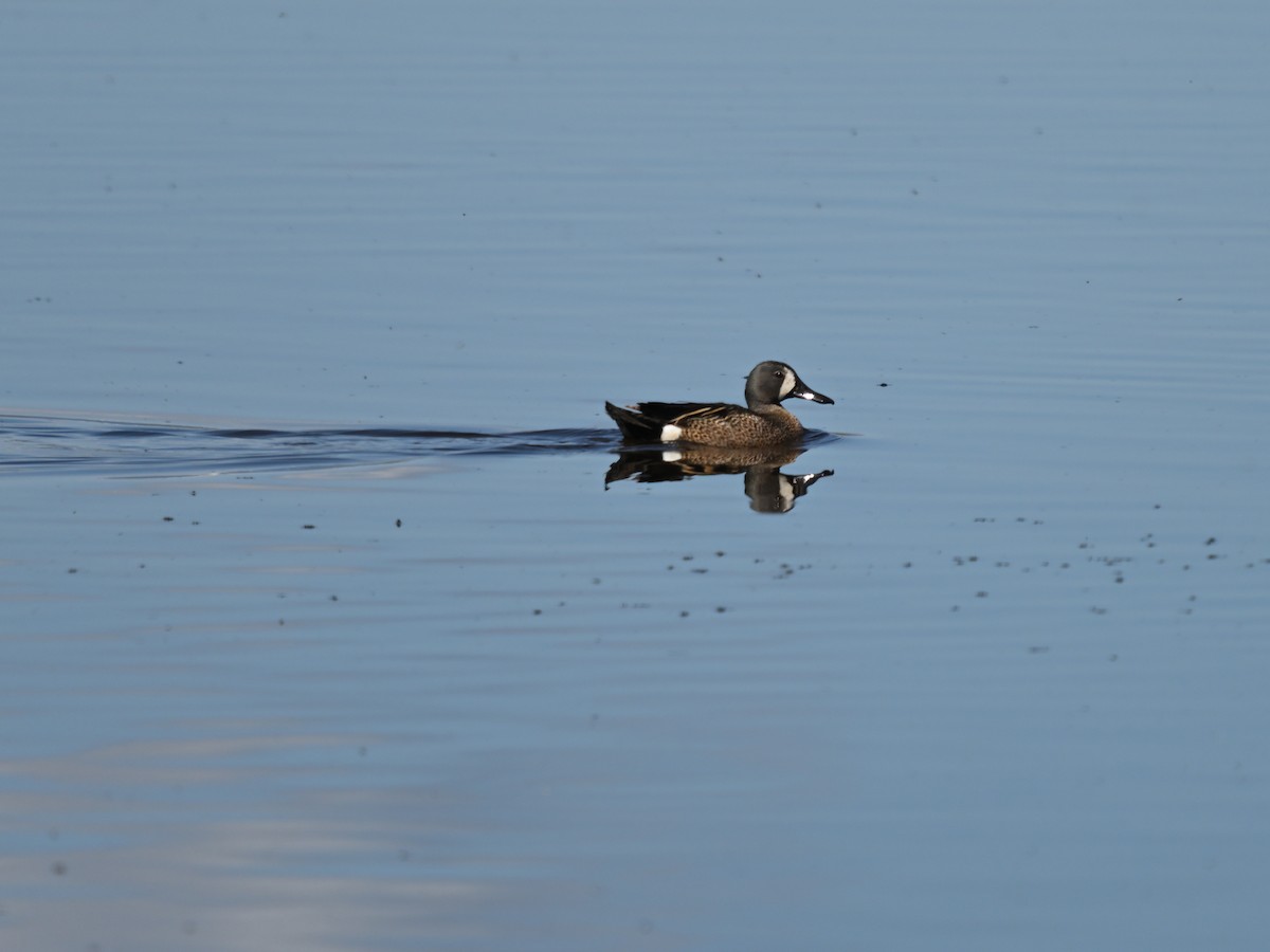 Blue-winged Teal - ML638293108