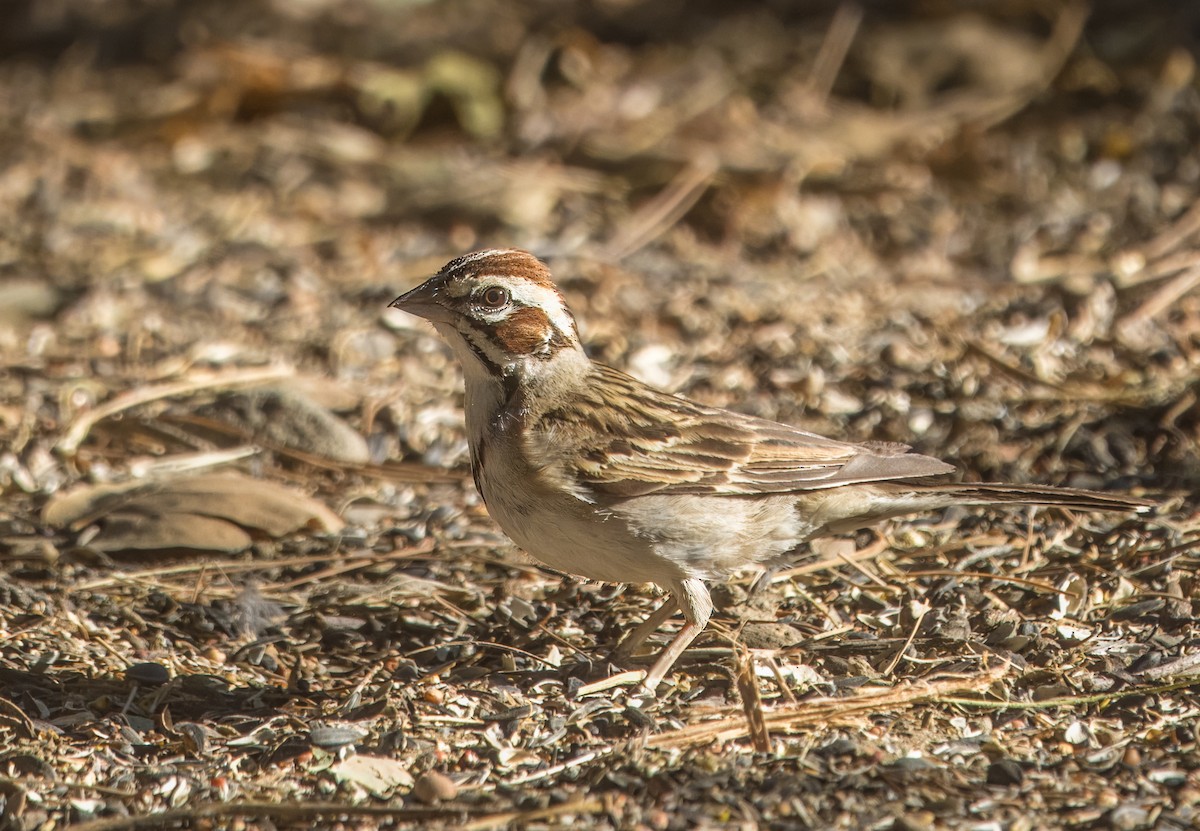 Lark Sparrow - ML638293109
