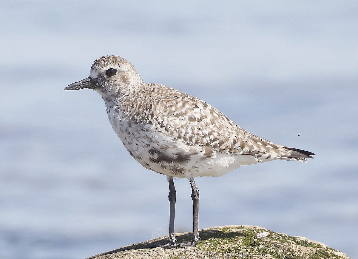 Black-bellied Plover - ML638293110