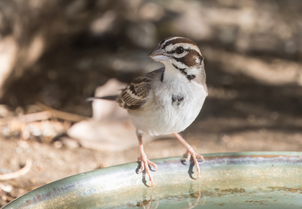 Lark Sparrow - ML638293111