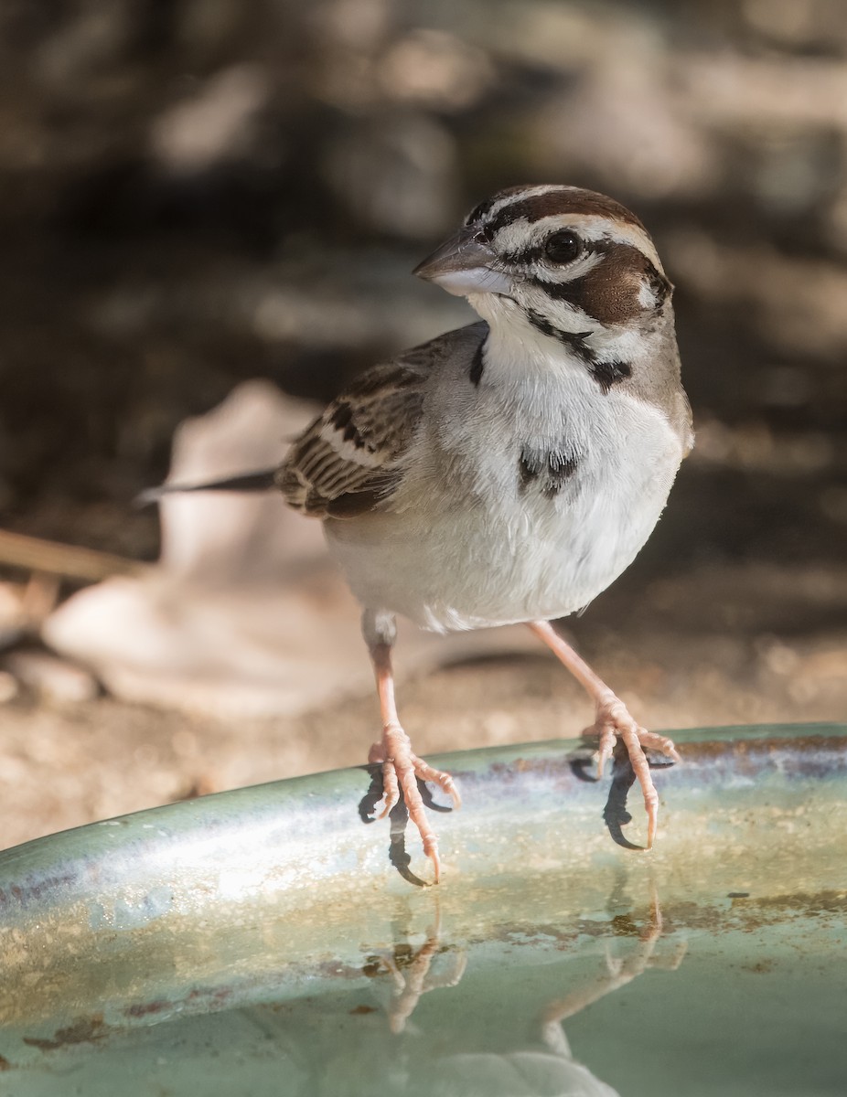 Lark Sparrow - ML638293112
