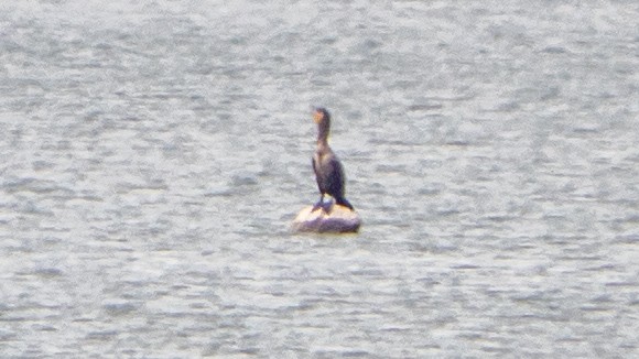Cormorán Orejudo - ML638293117