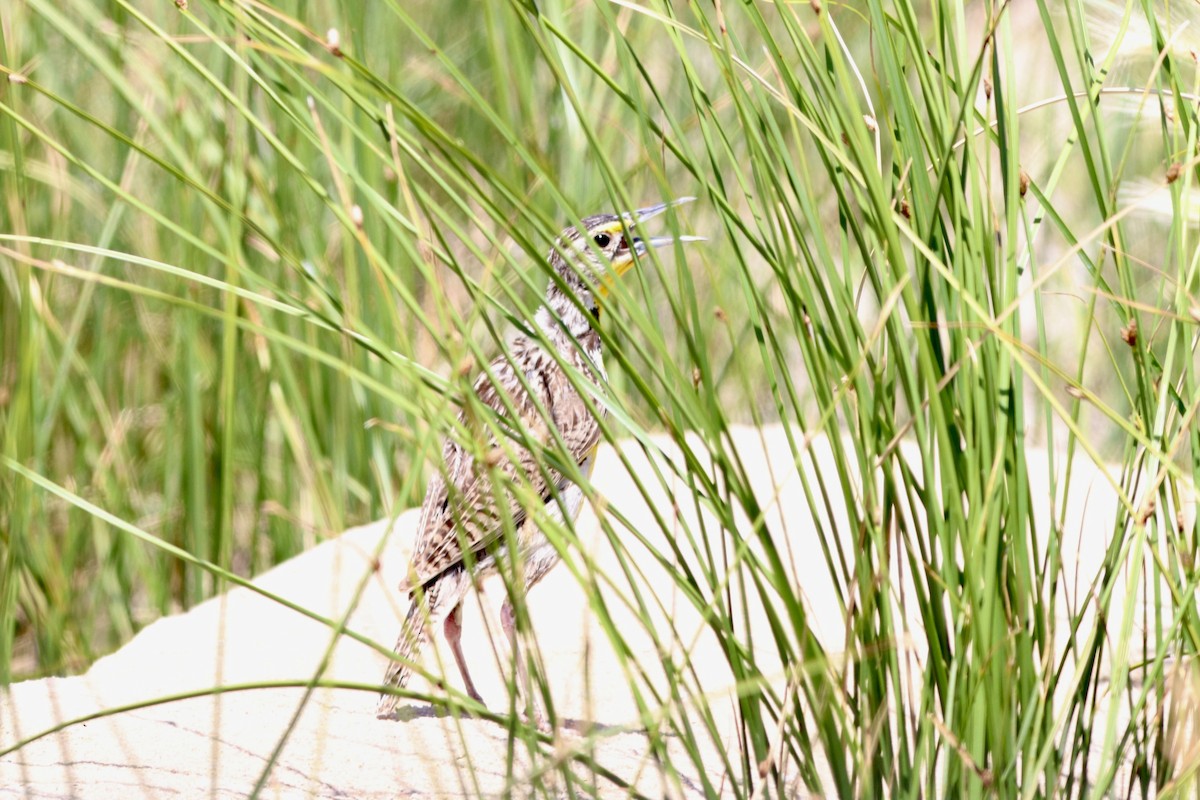 Western Meadowlark - ML638293120