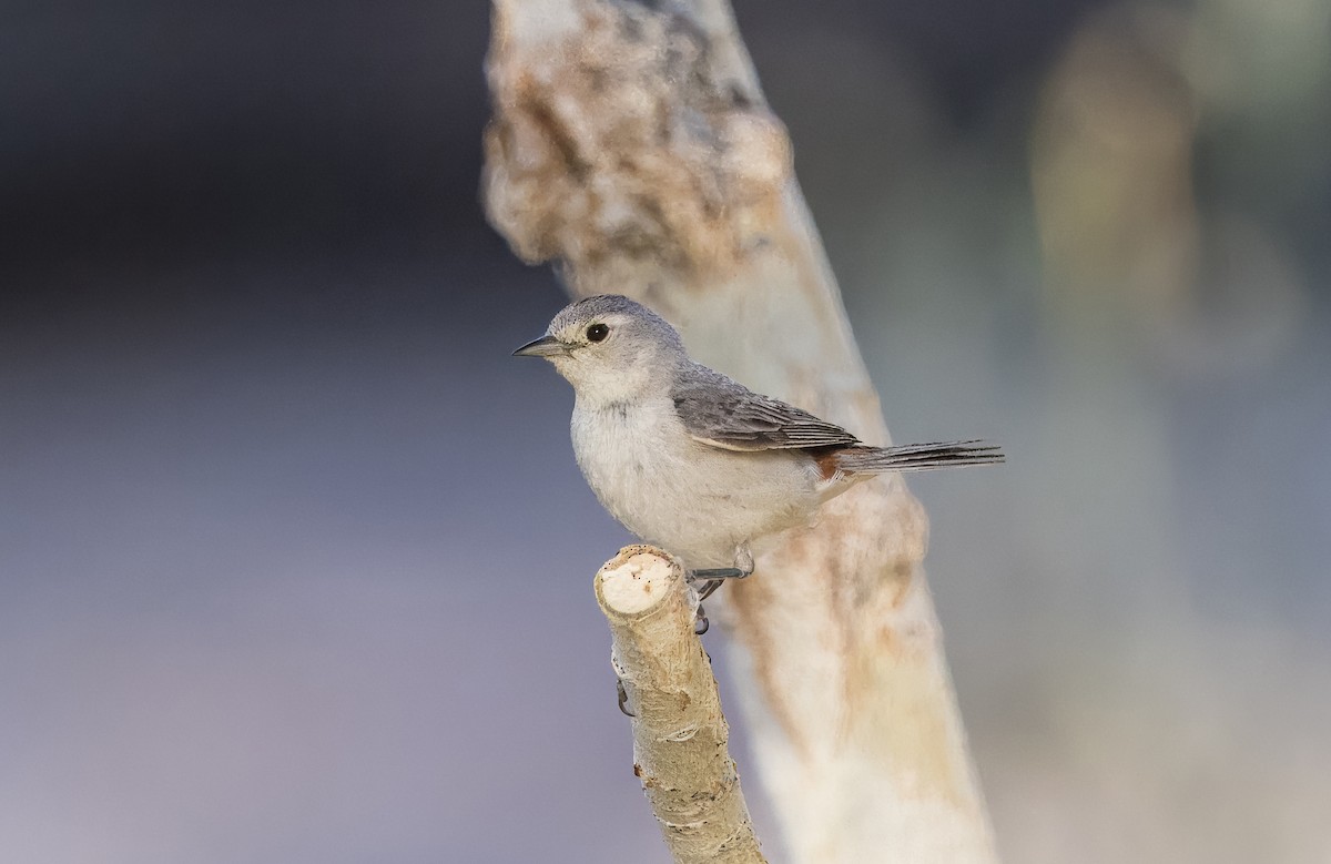 Lucy's Warbler - ML638293127