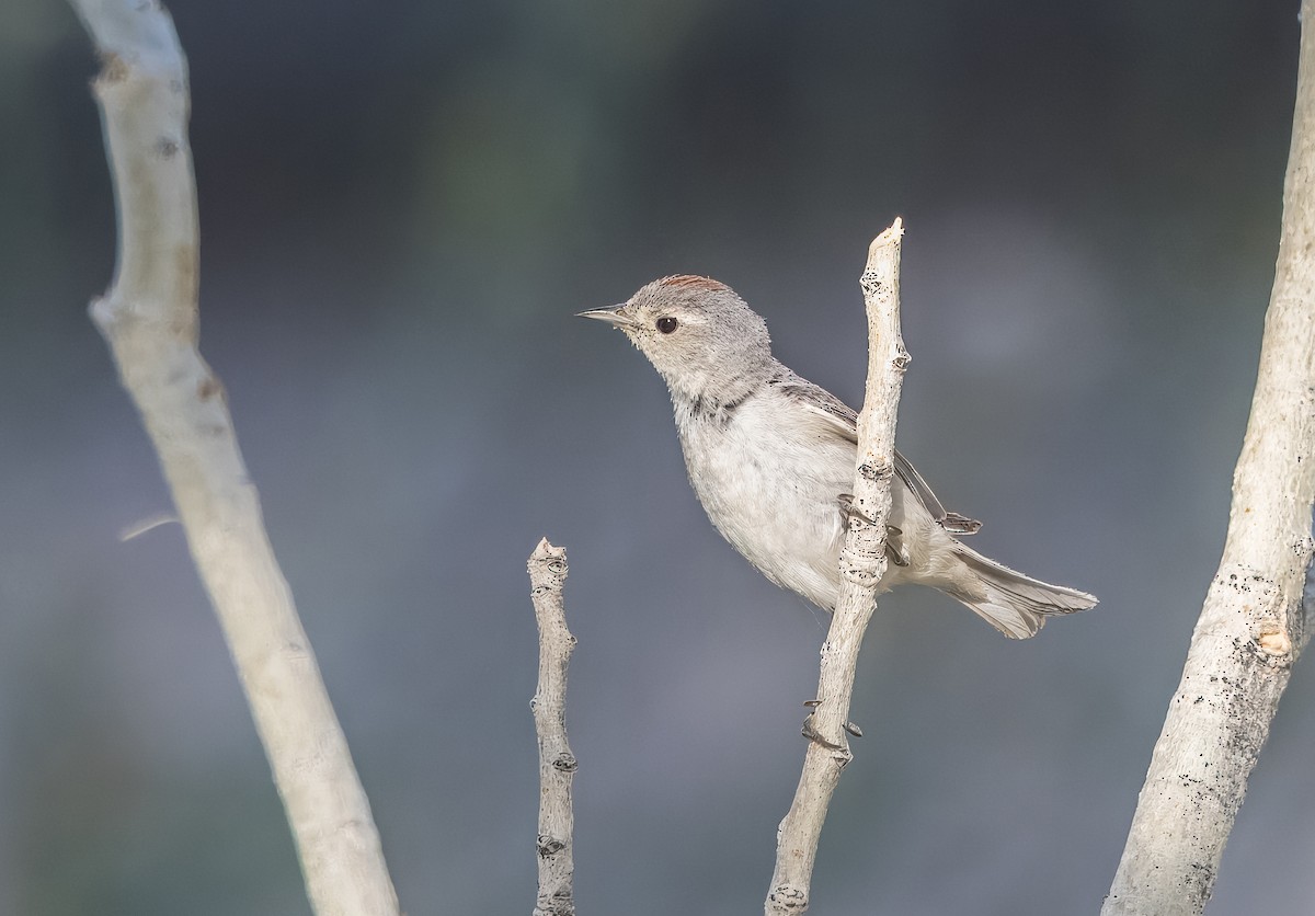 Lucy's Warbler - ML638293129