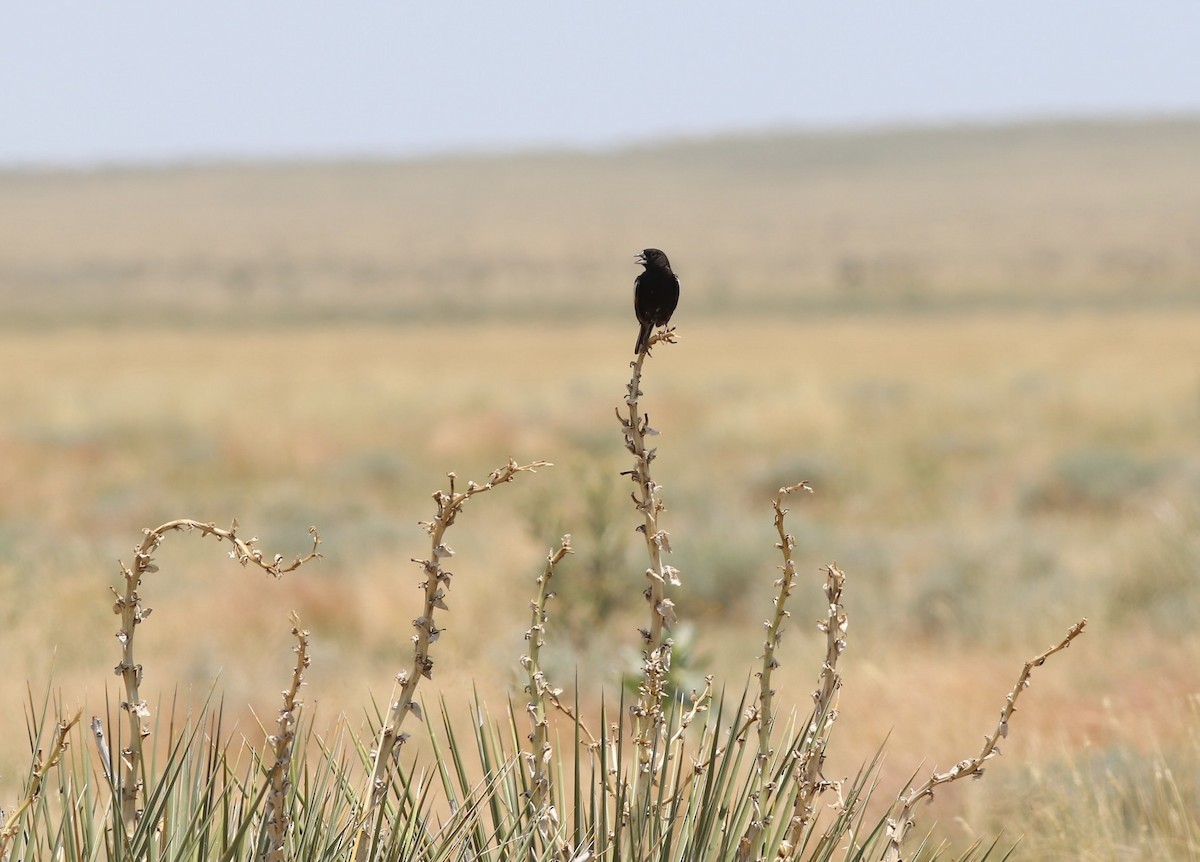 Lark Bunting - ML638293133