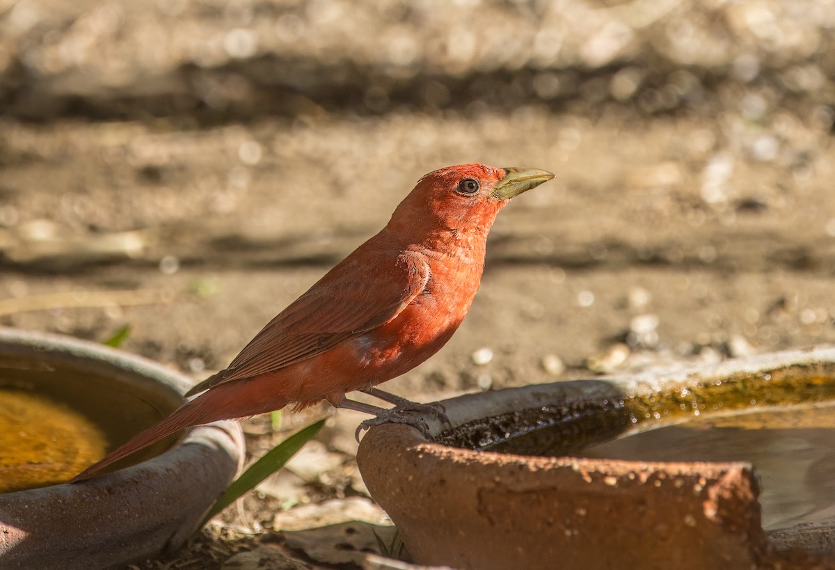 Summer Tanager - ML638293139