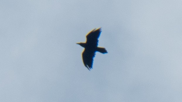 Common Raven - ML638293143