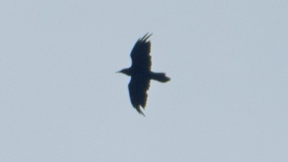 Common Raven - ML638293144