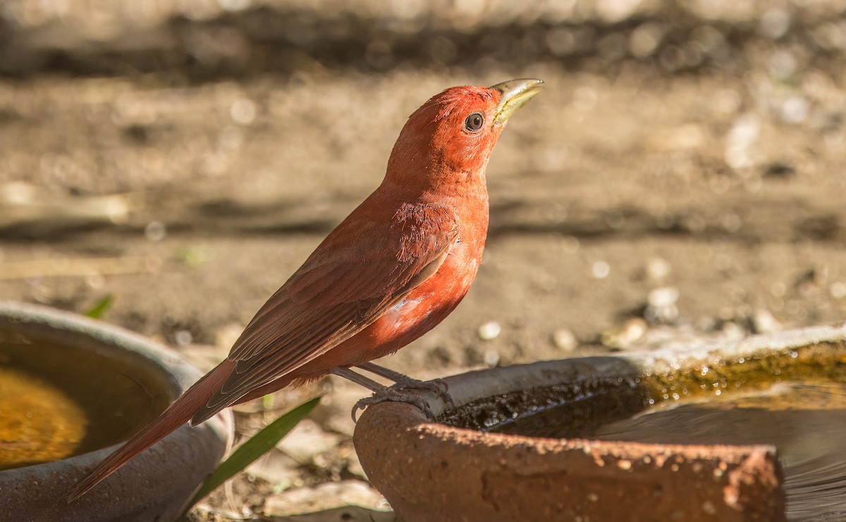 Summer Tanager - ML638293145