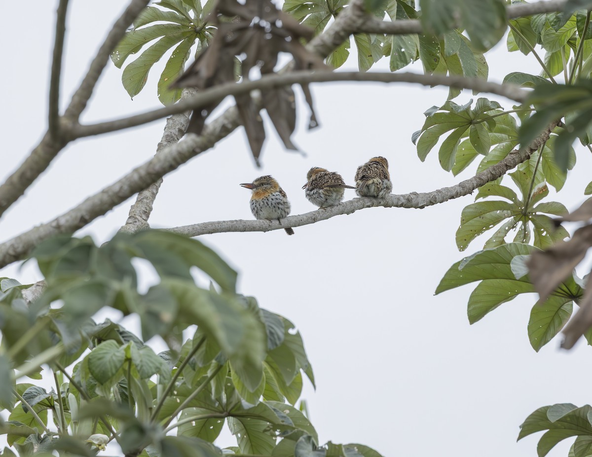 Spot-backed Puffbird - ML638293148