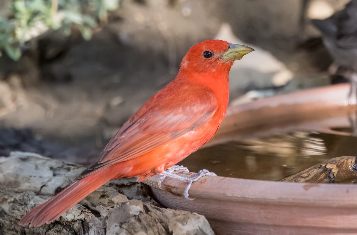 Summer Tanager - ML638293152