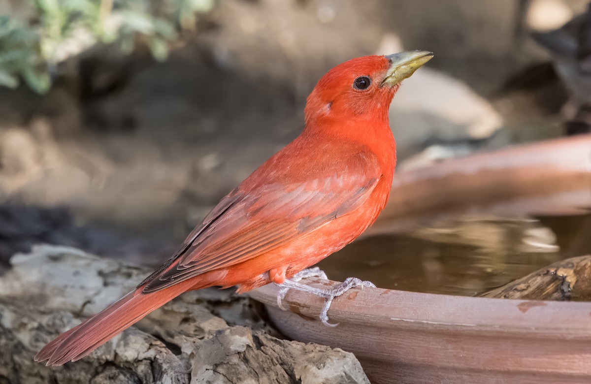 Summer Tanager - ML638293153