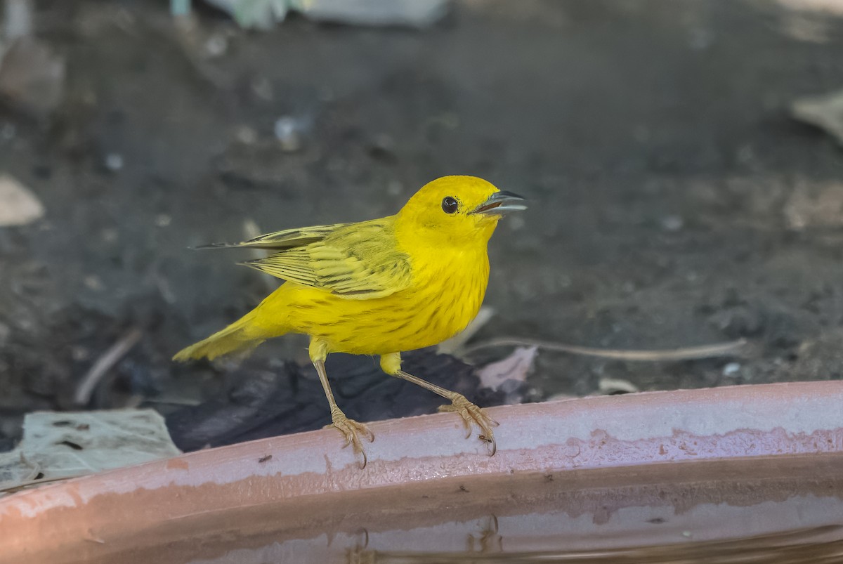 Yellow Warbler - ML638293156