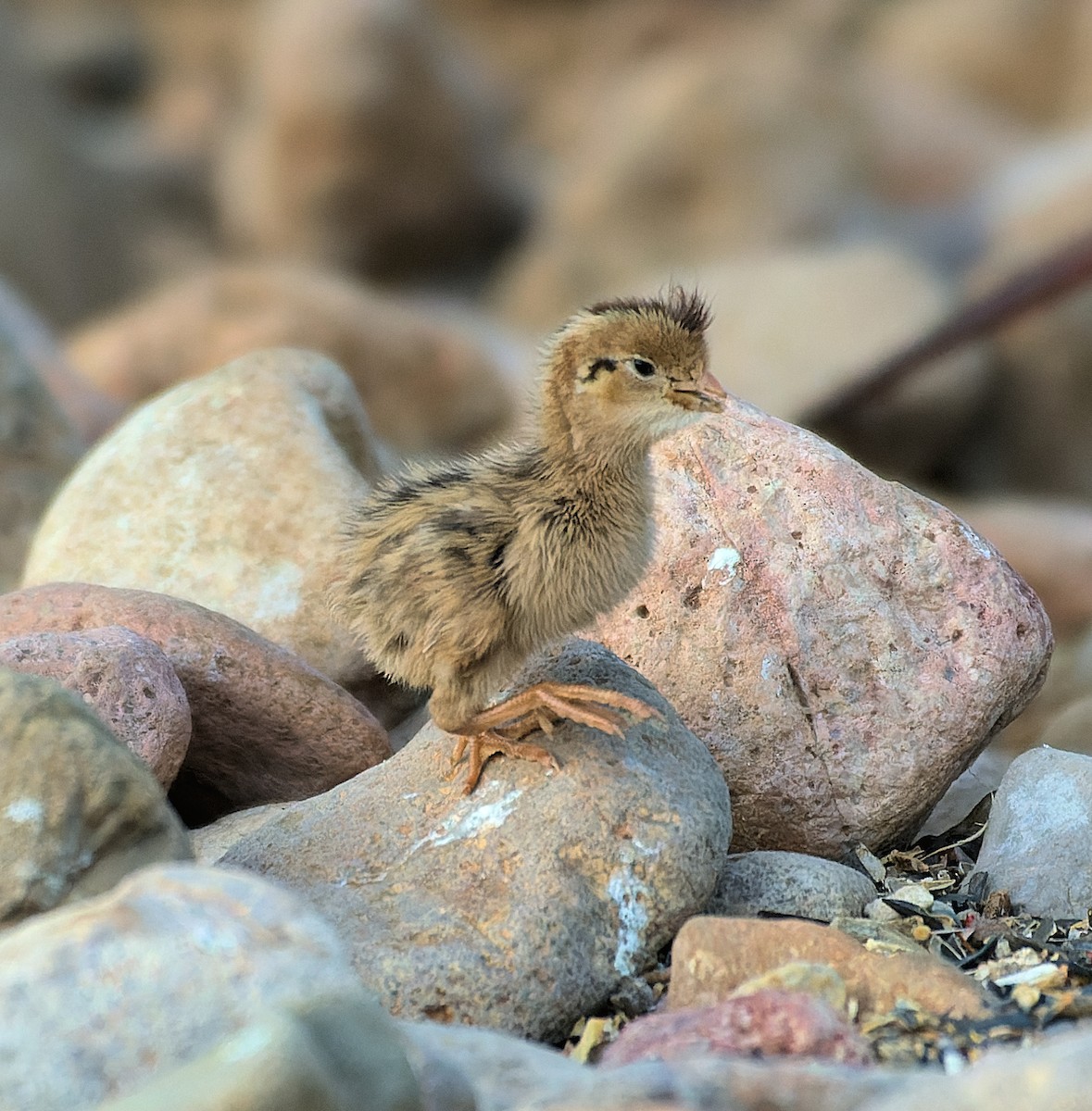 Gambel's Quail - ML638293157