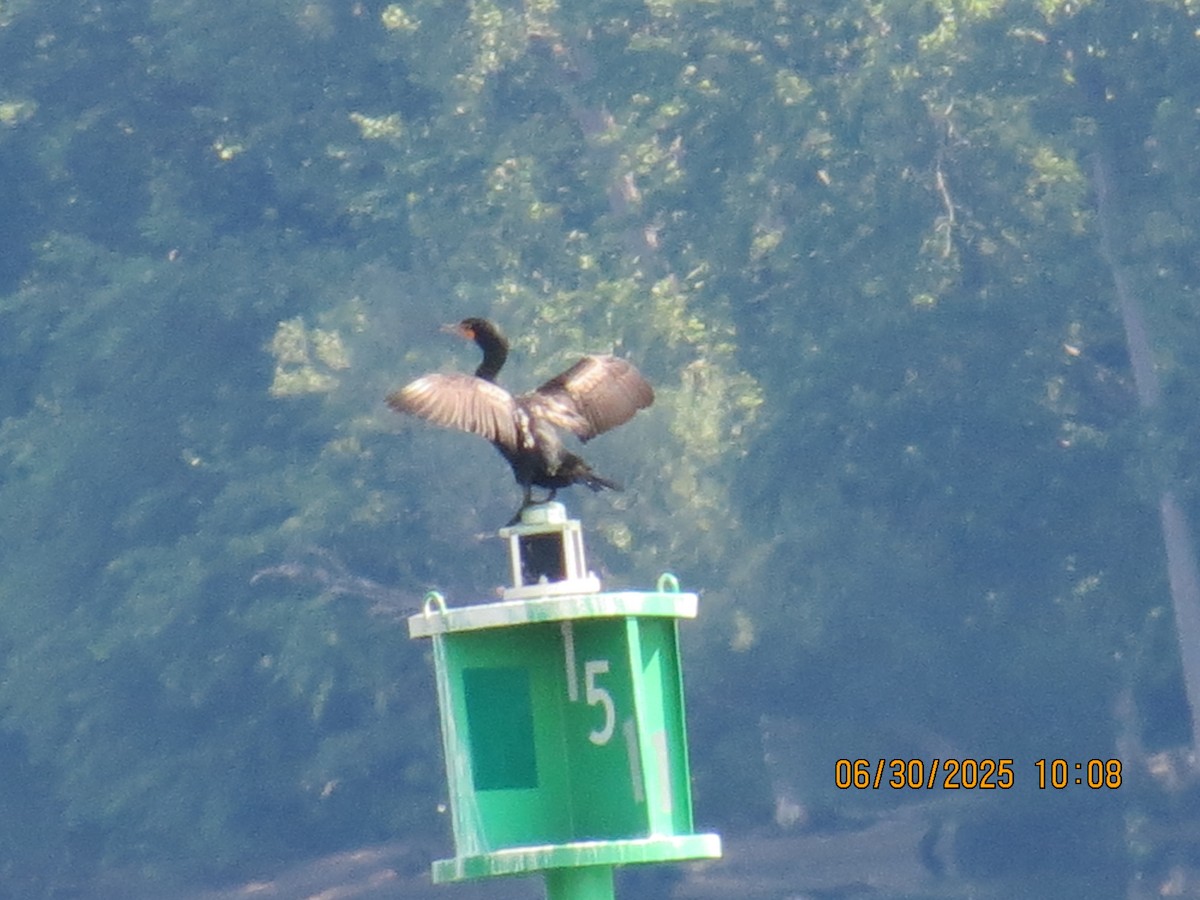 Cormorán Orejudo - ML638293160
