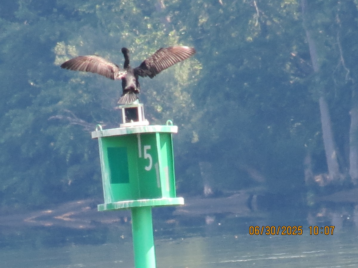 Cormorán Orejudo - ML638293161