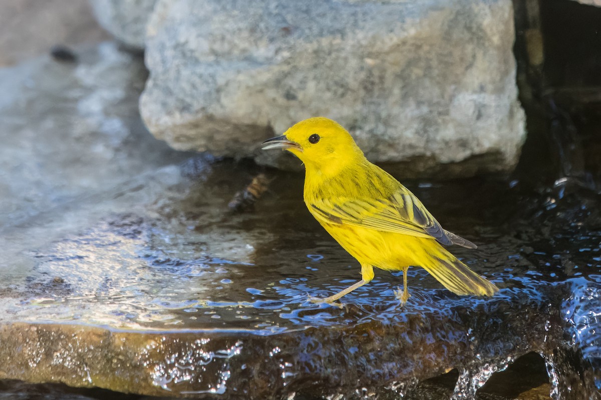 Yellow Warbler - ML638293164