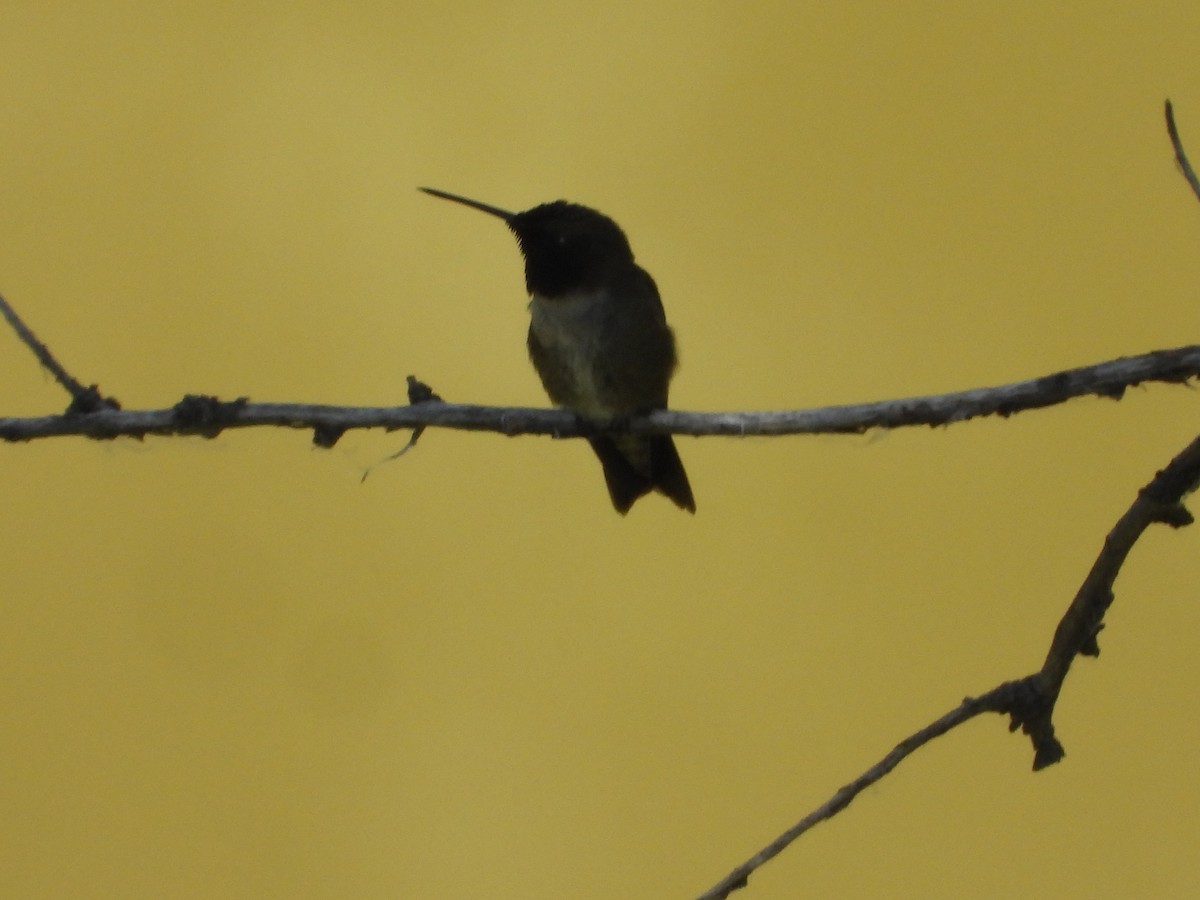 Black-chinned Hummingbird - ML638293166