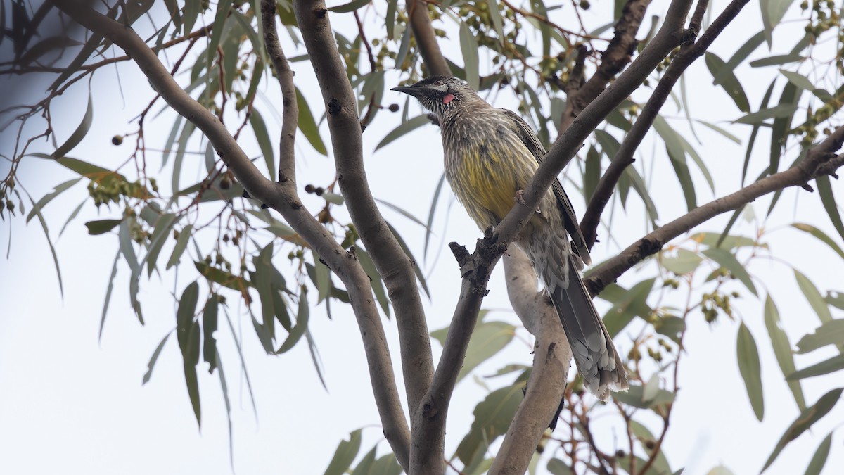 Red Wattlebird - ML638293167