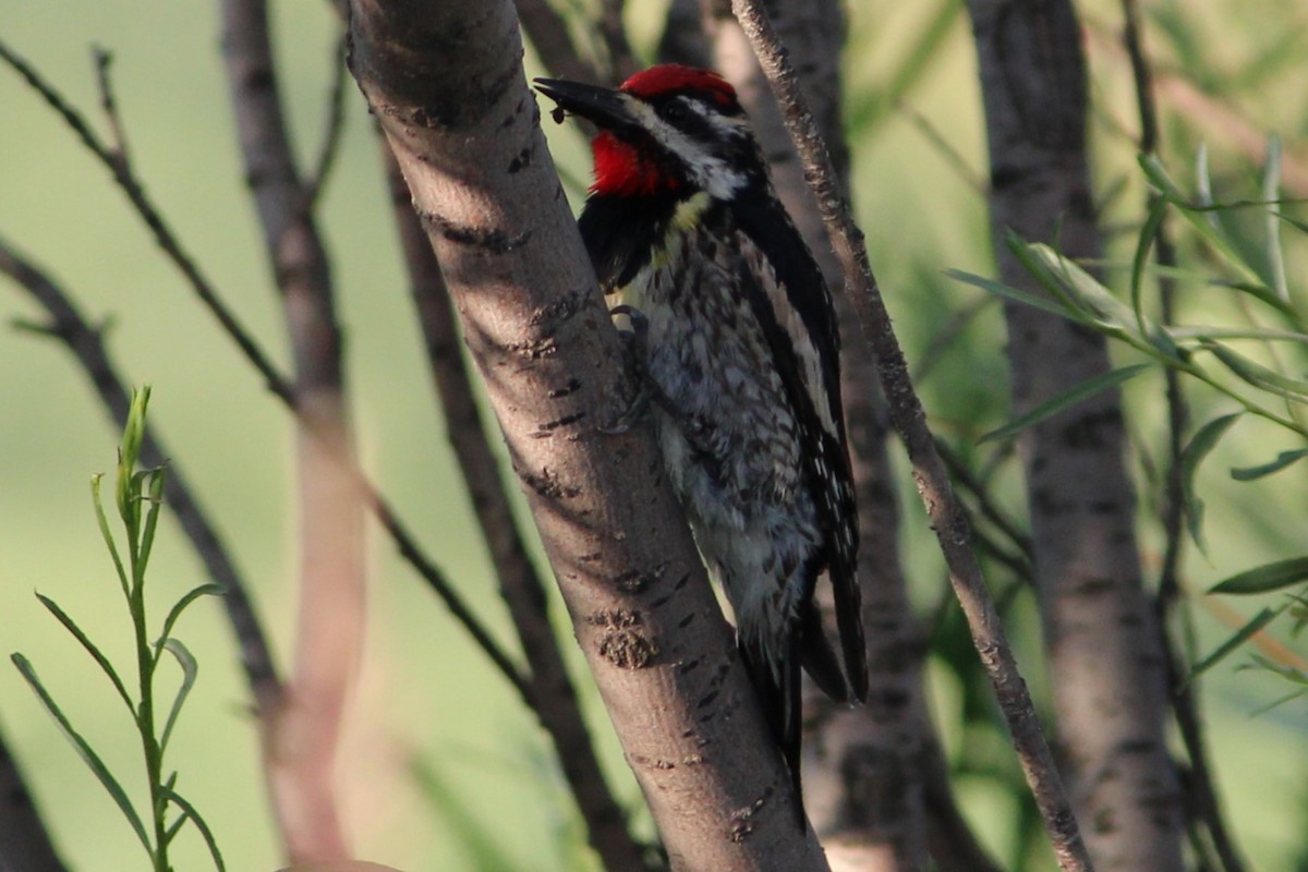 Yellow-bellied Sapsucker - ML638293168