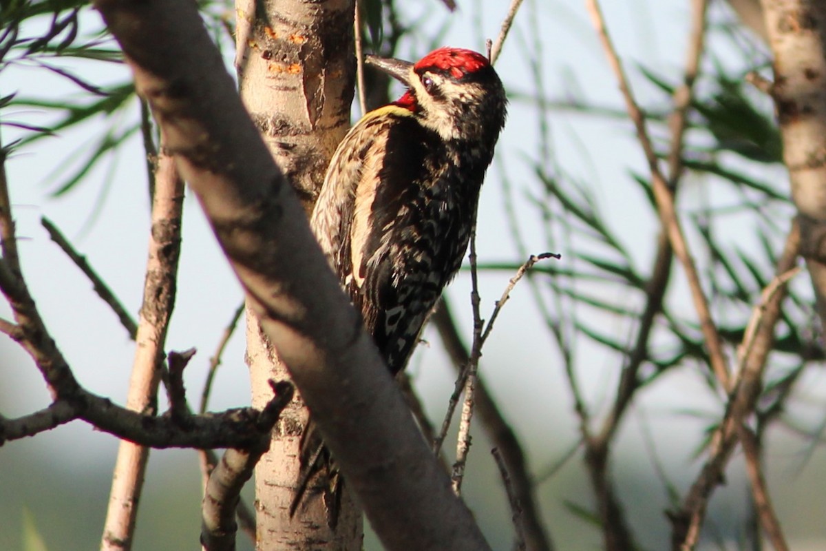 Yellow-bellied Sapsucker - ML638293169