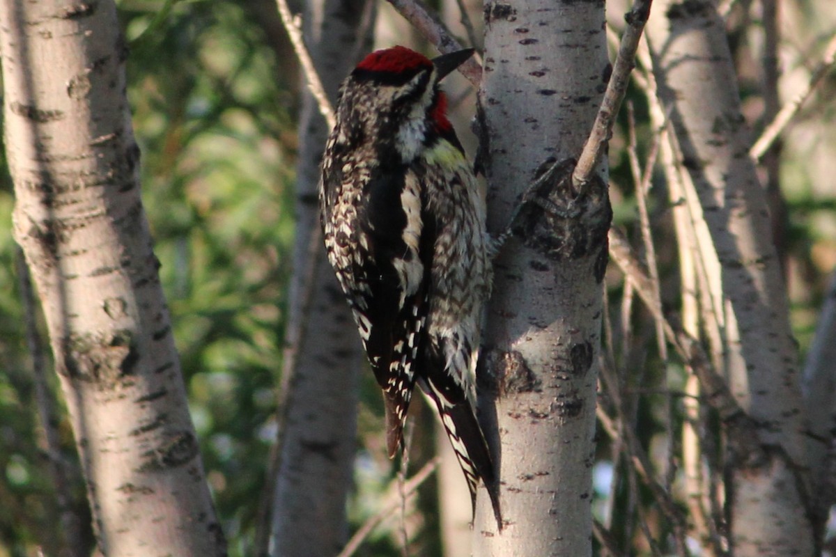 Yellow-bellied Sapsucker - ML638293170