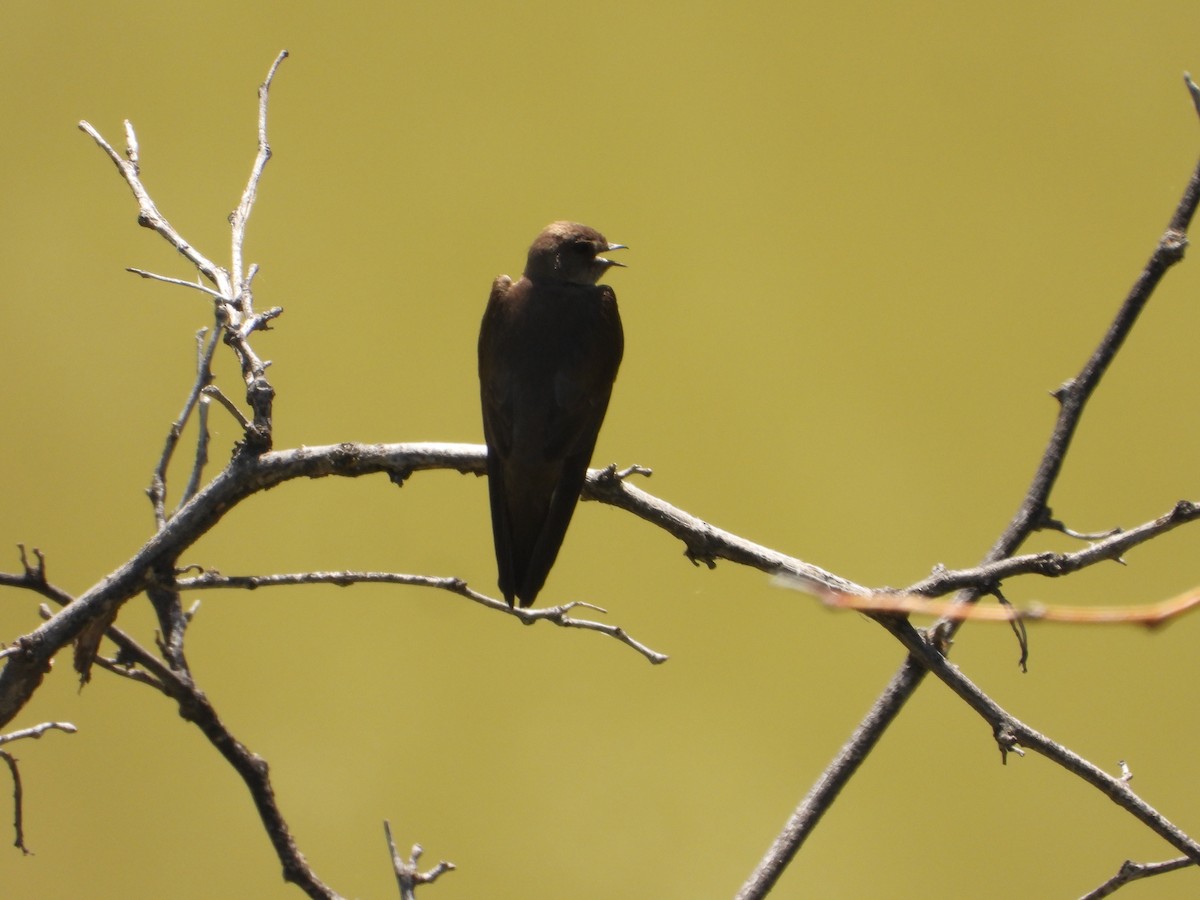 Northern Rough-winged Swallow - ML638293178