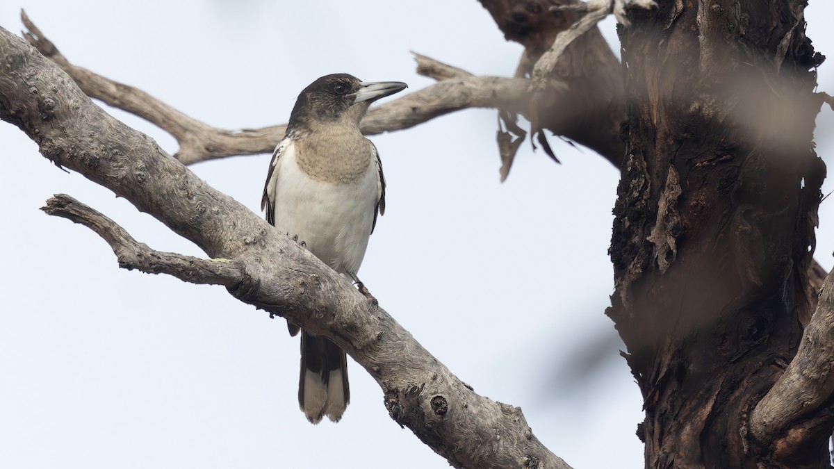 Pied Butcherbird - ML638293181