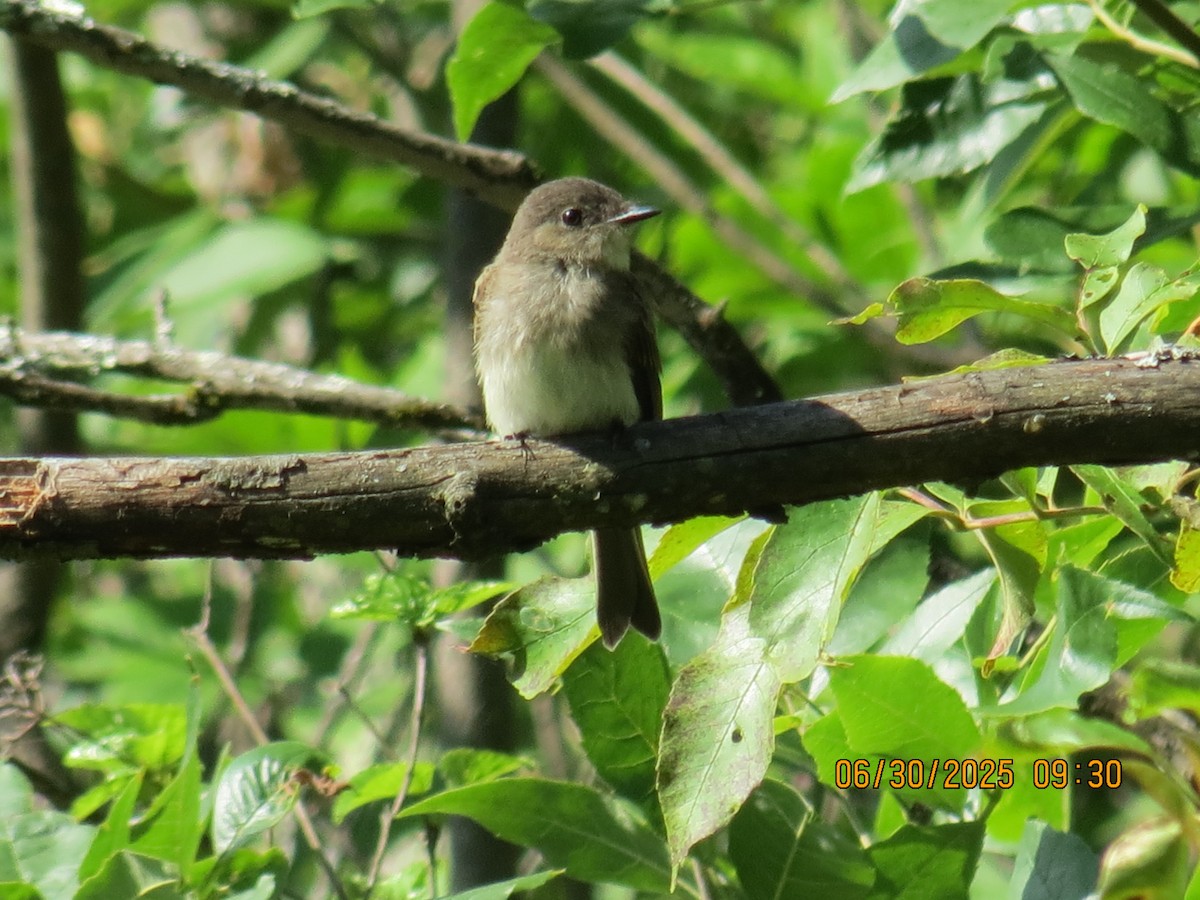 Eastern Phoebe - ML638293182