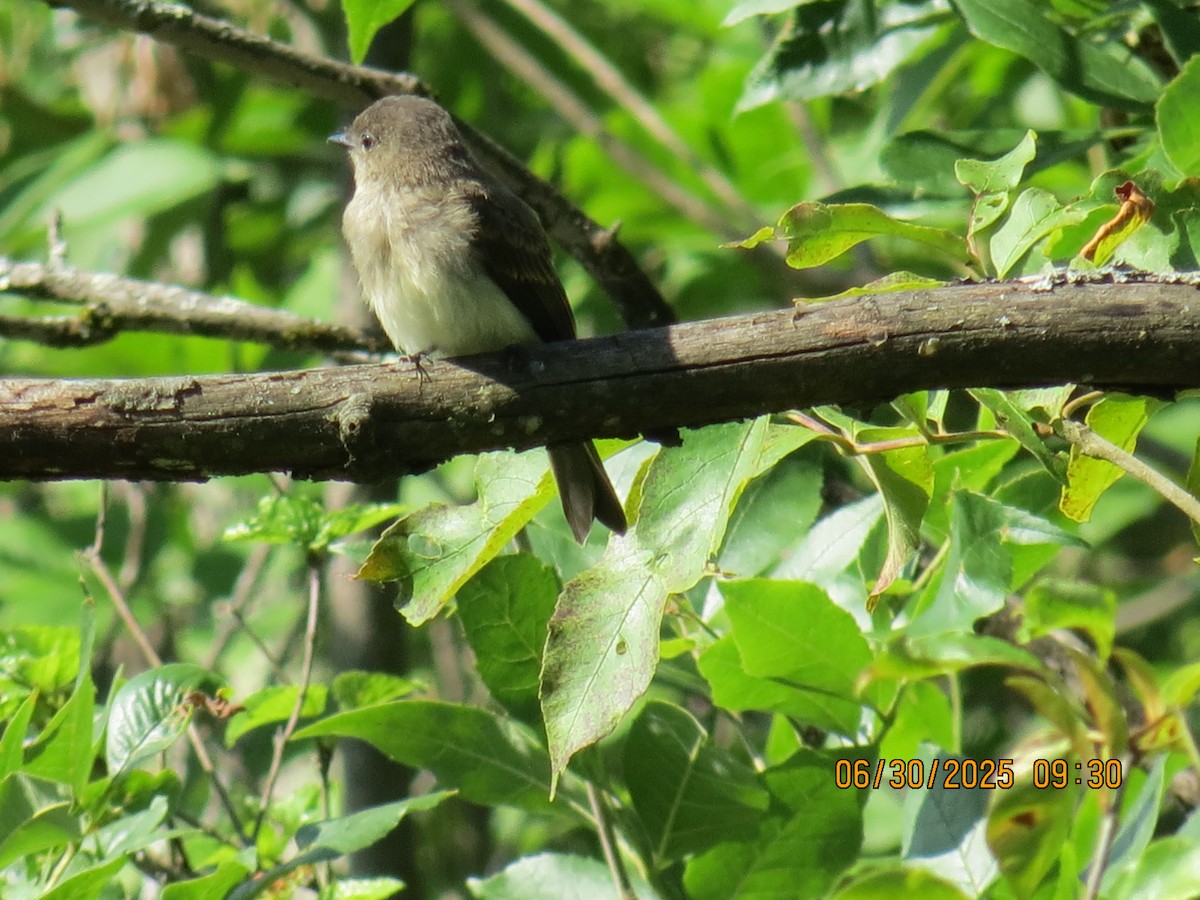 Eastern Phoebe - ML638293183