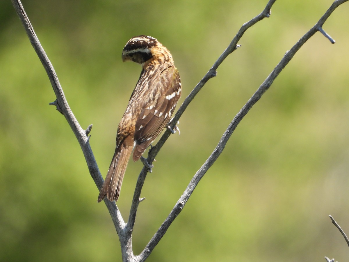 Black-headed Grosbeak - ML638293187