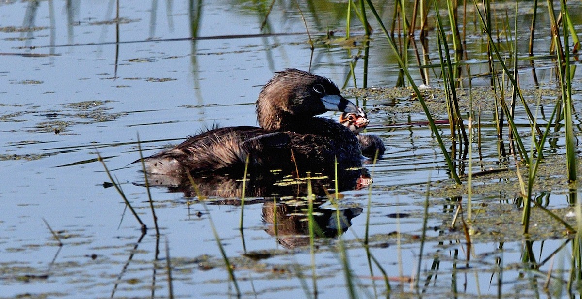 Pied-billed Grebe - ML638293193