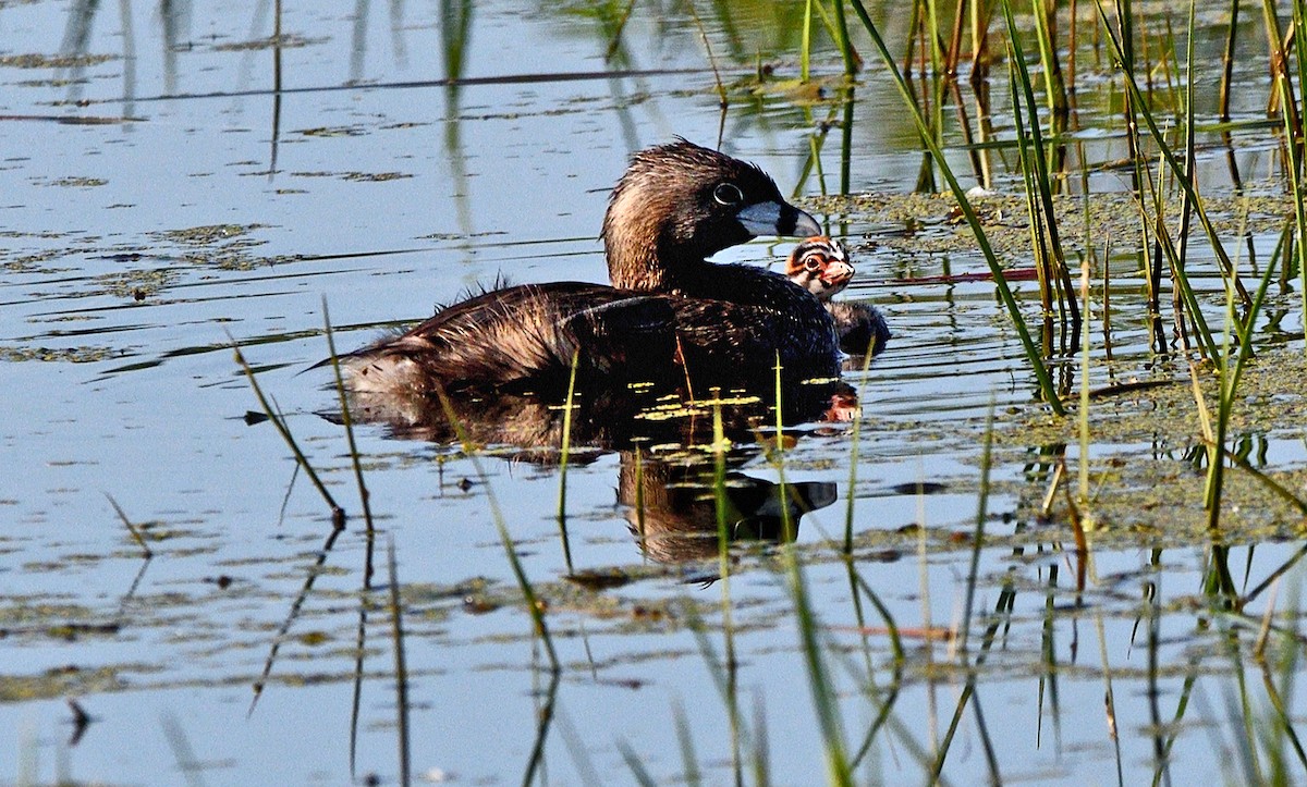 Pied-billed Grebe - ML638293194