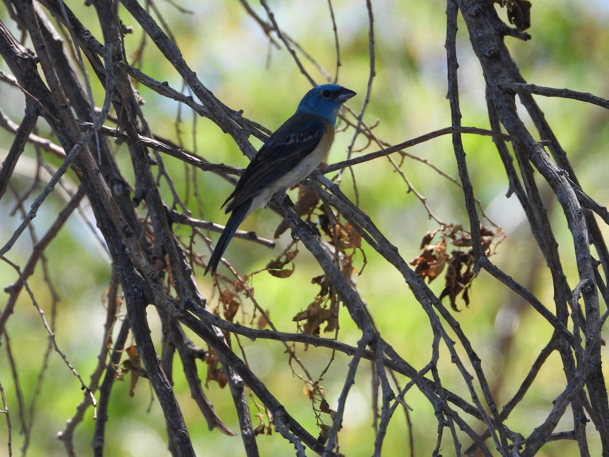 Lazuli Bunting - ML638293195