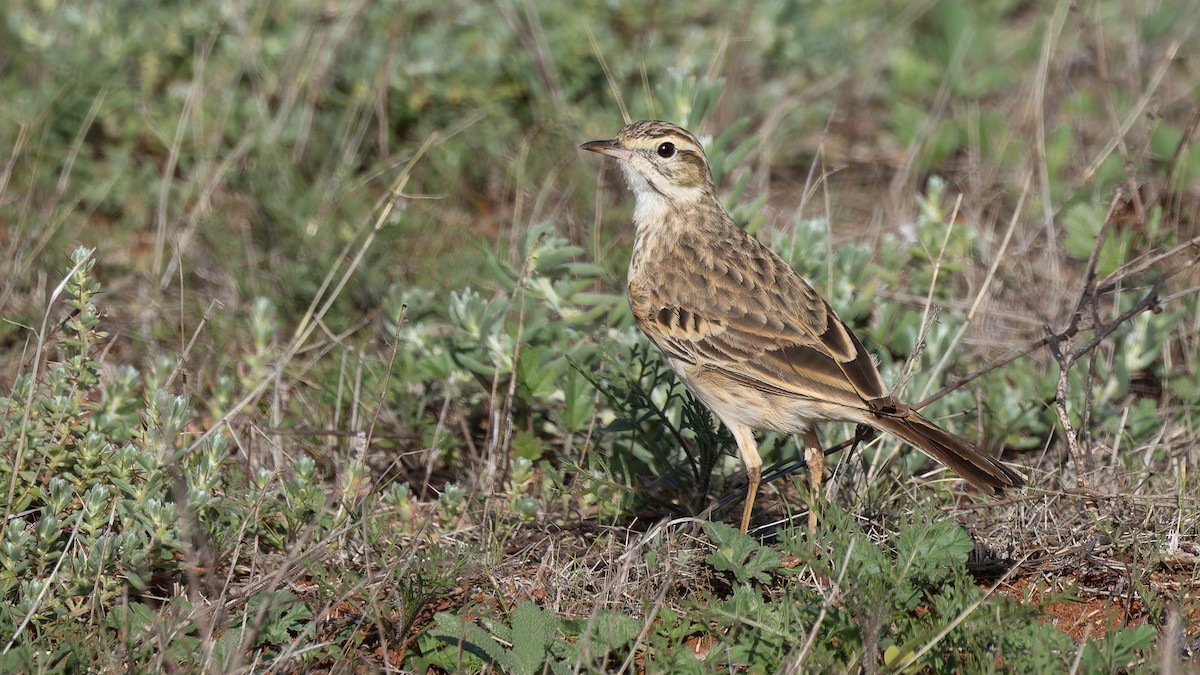 Australian Pipit - ML638293196