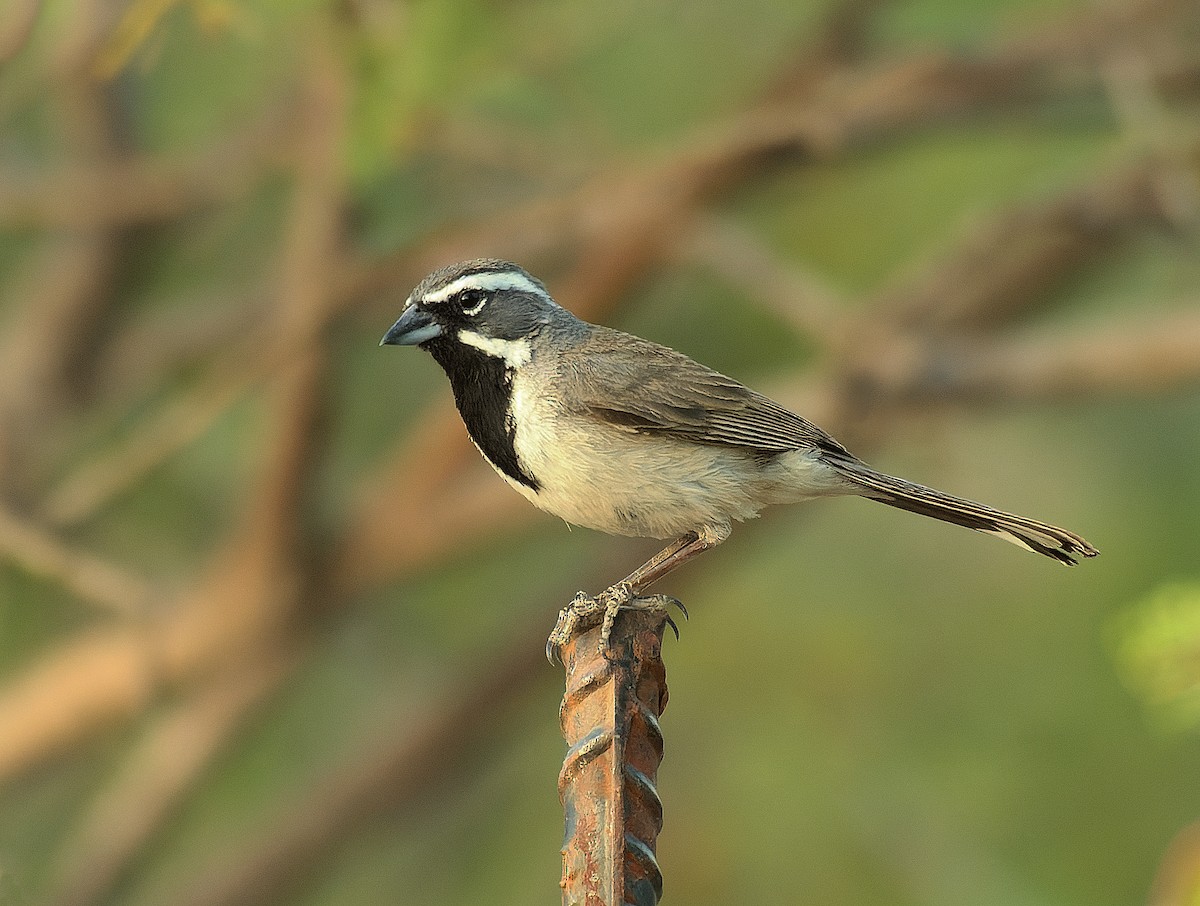 Black-throated Sparrow - ML638293210