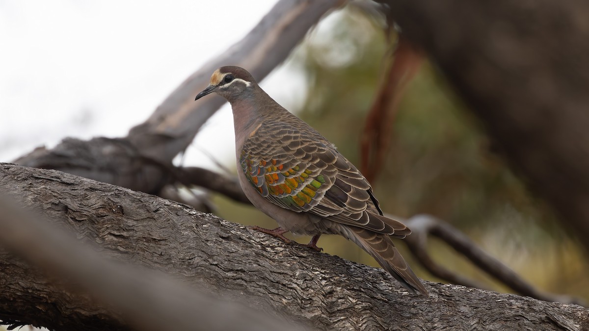 Common Bronzewing - ML638293211