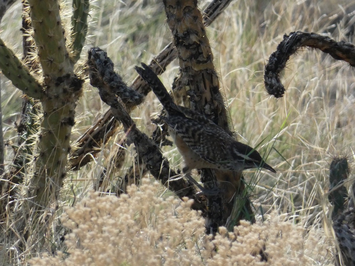 Cactus Wren - ML638293212