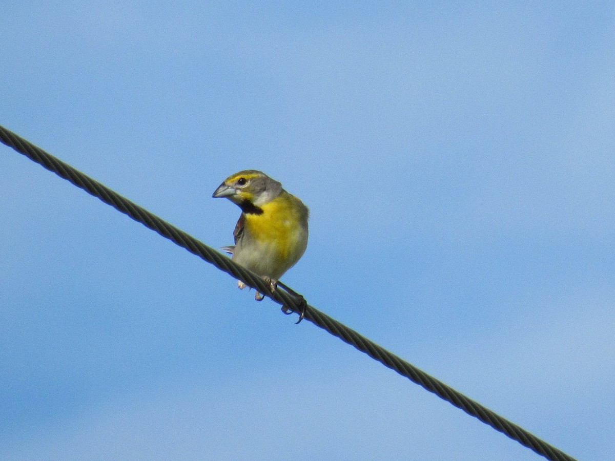 Dickcissel - ML638293240