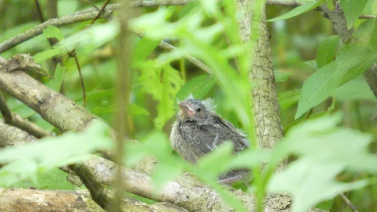 コウウチョウ - ML638293241