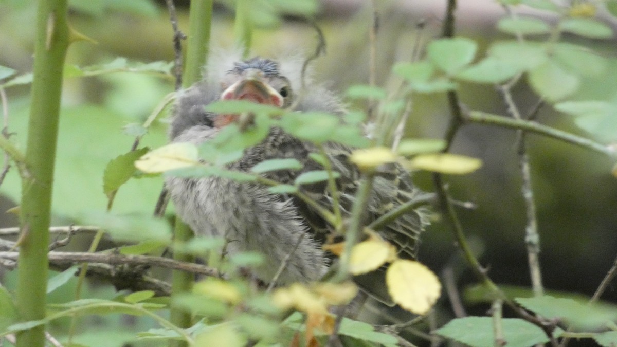 コウウチョウ - ML638293242