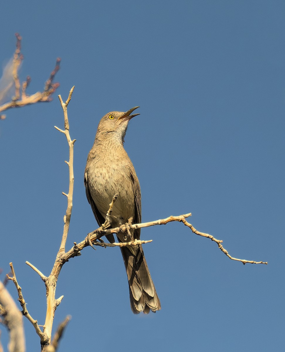 Bendire's Thrasher - ML638293243