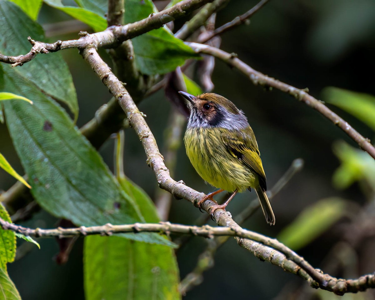 Eared Pygmy-Tyrant - ML638293249