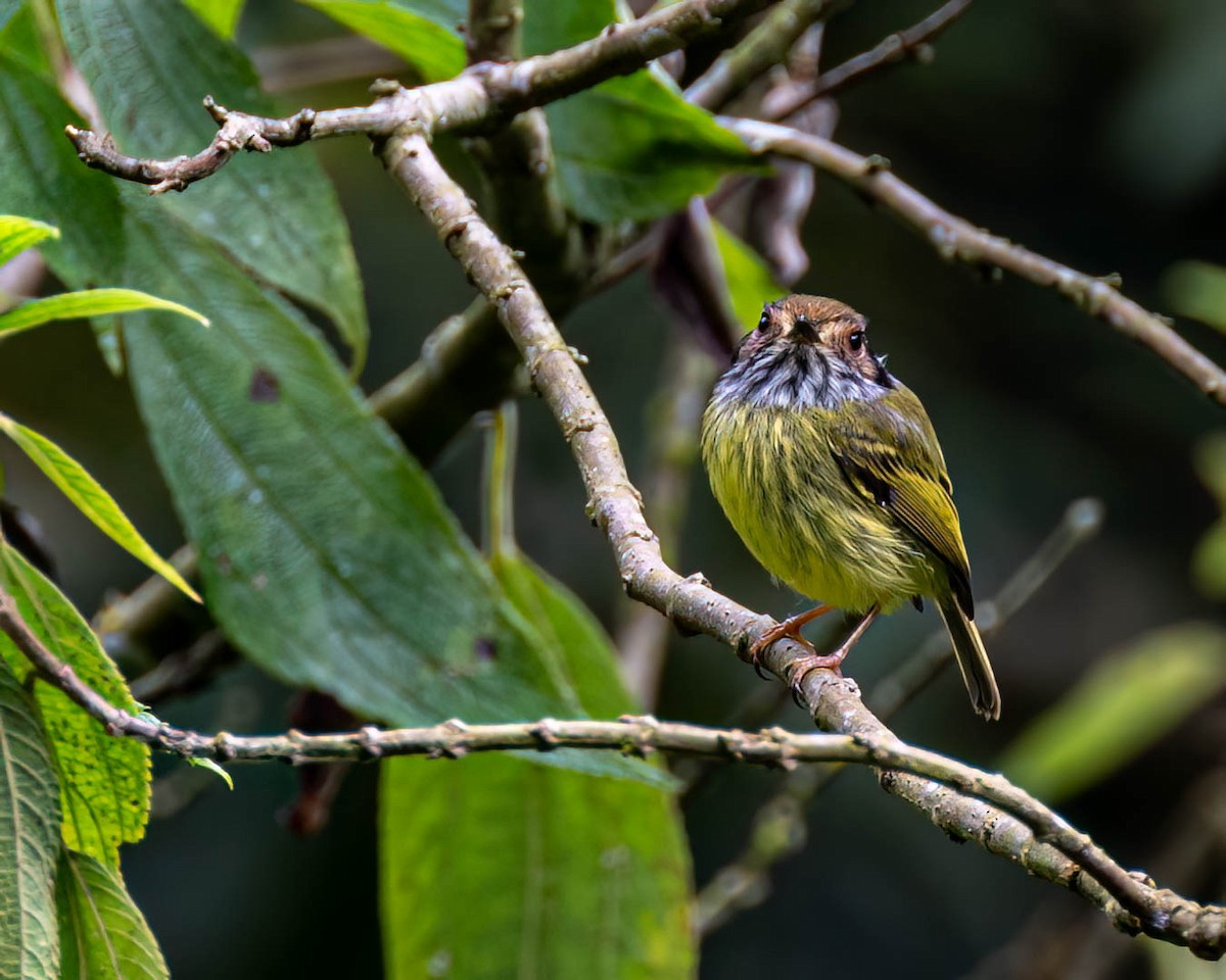 Eared Pygmy-Tyrant - ML638293250