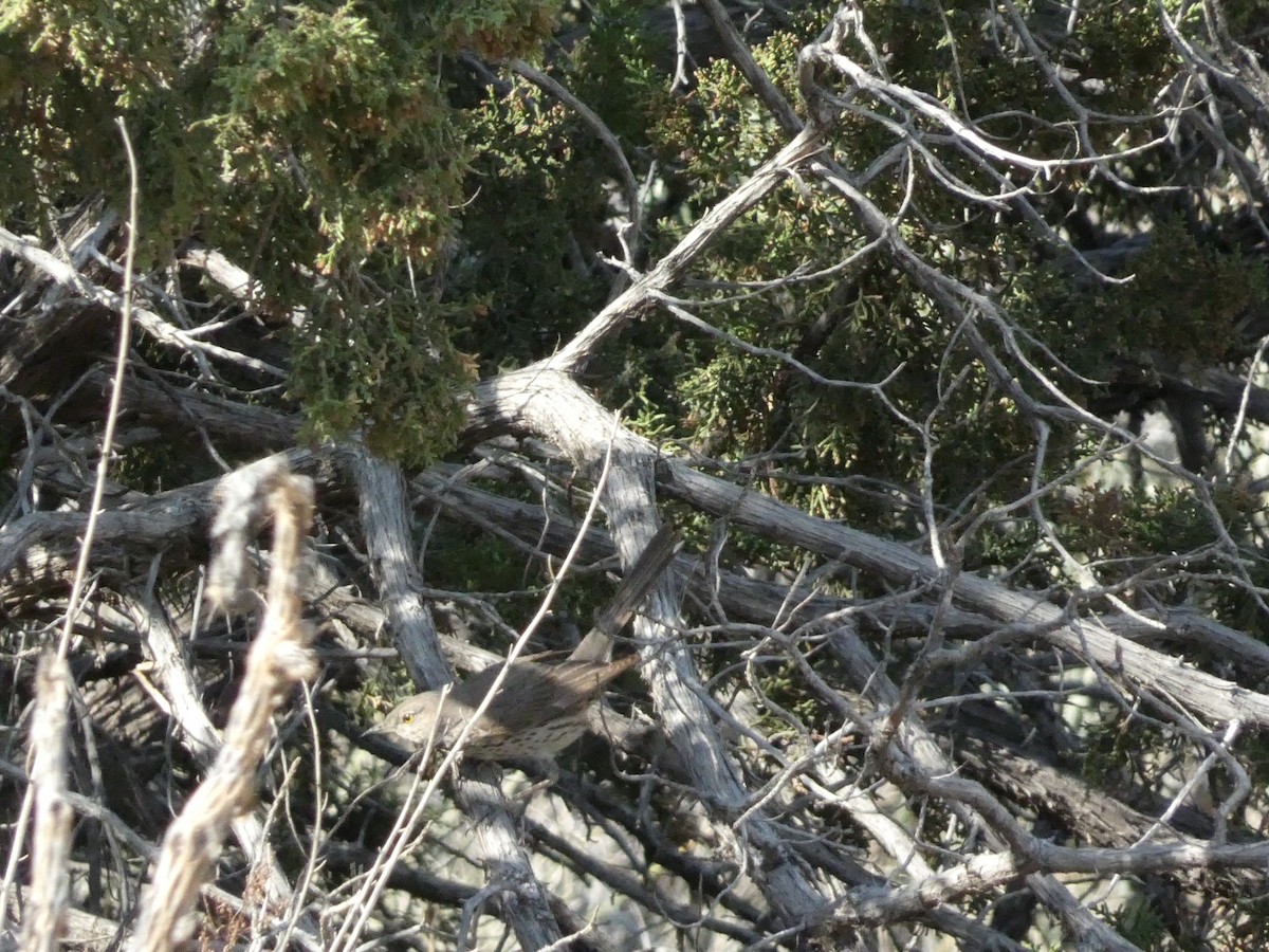 Sage Thrasher - ML638293252