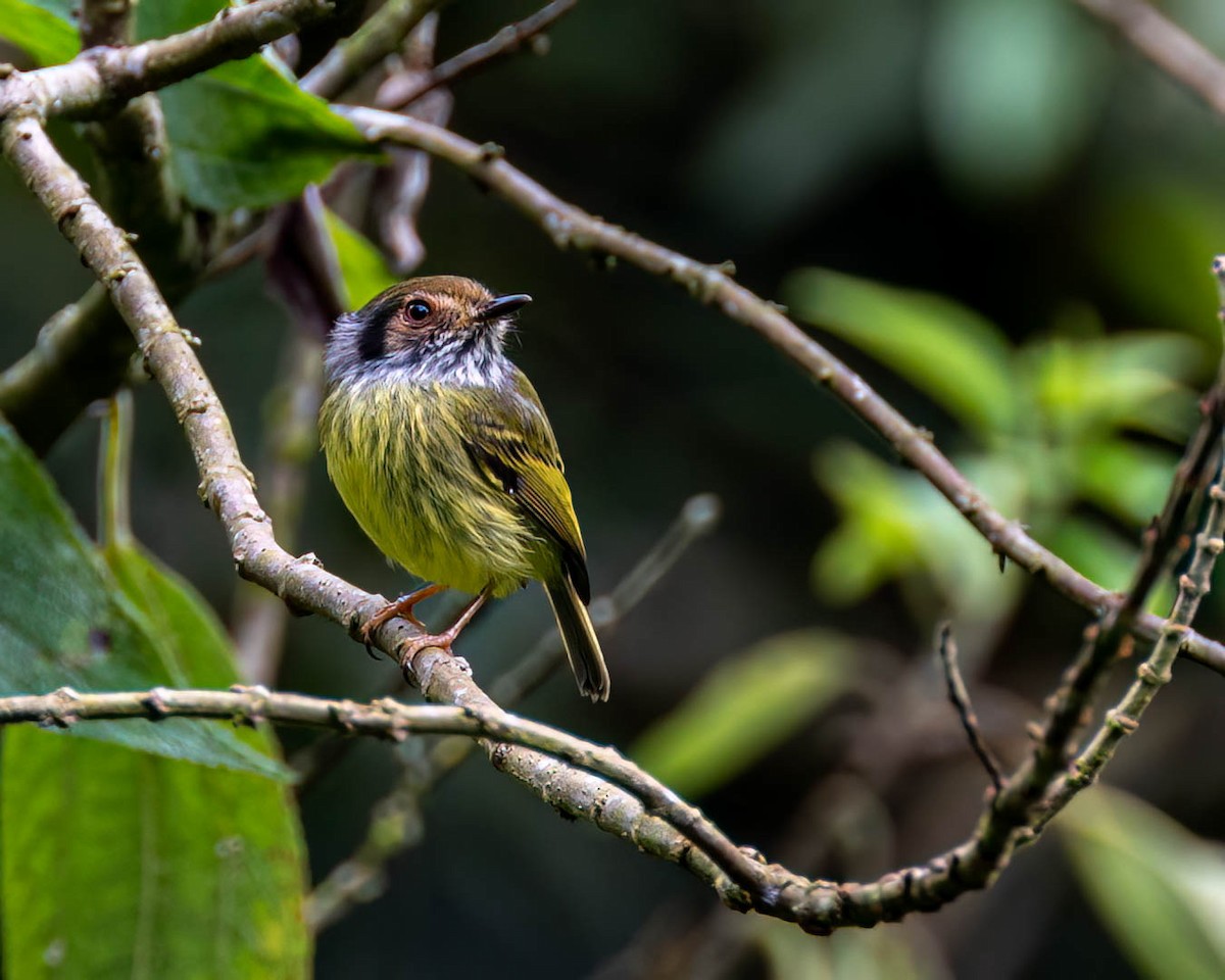 Eared Pygmy-Tyrant - ML638293261