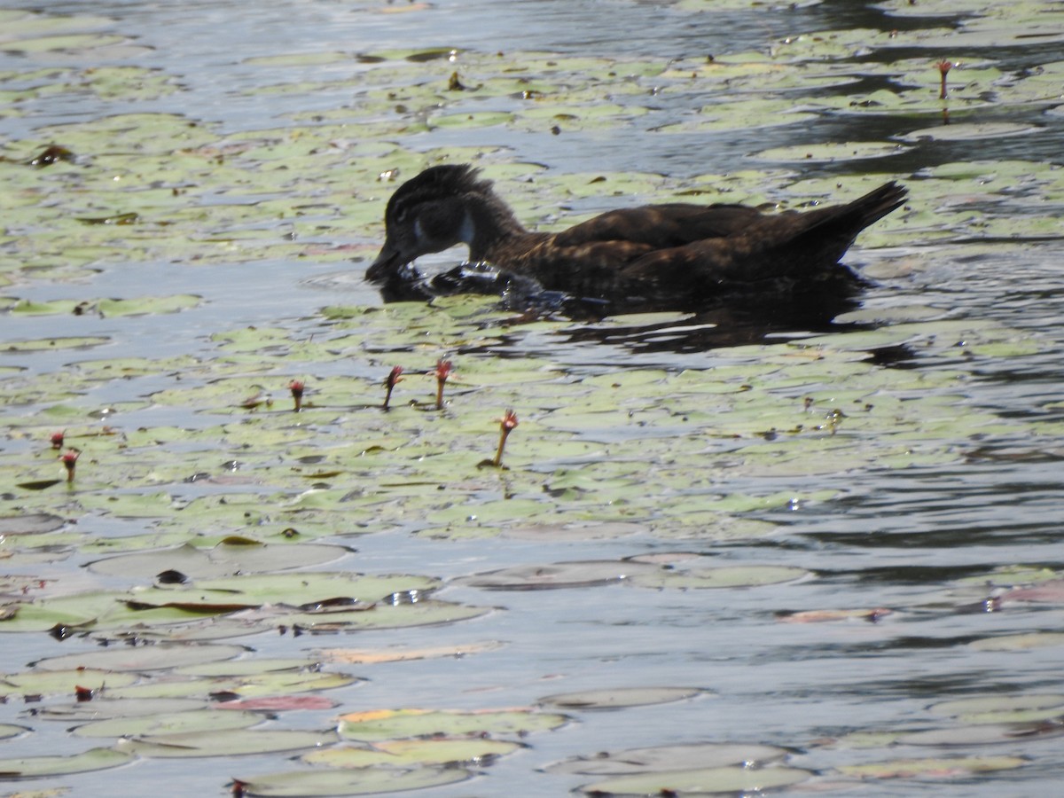 Wood Duck - ML638293279