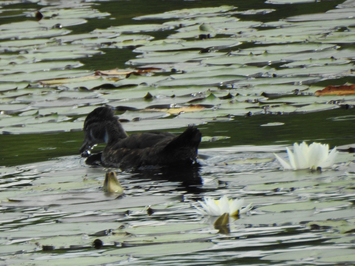Wood Duck - ML638293280